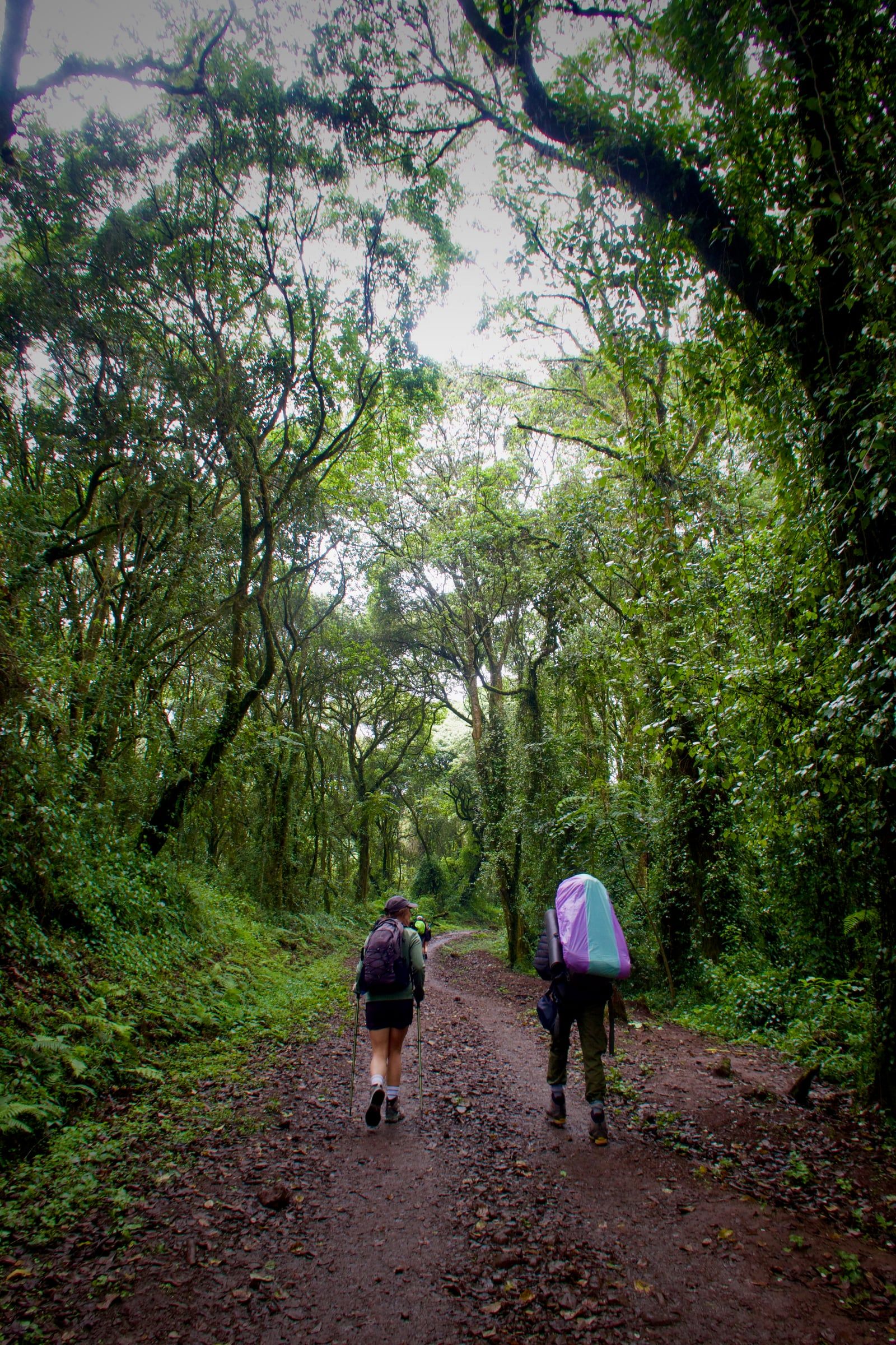 Two hikers seen from behind on a muddy trail through tall, moss-draped rainforest, one carrying a large covered load